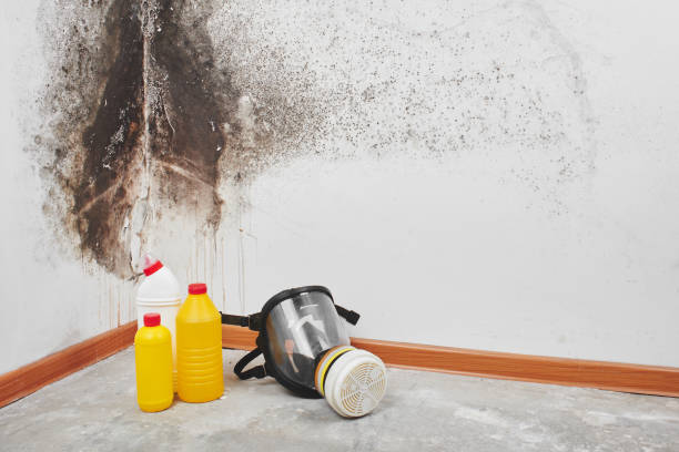 Best Certified Mold Removal  in Elephant Butte, NM