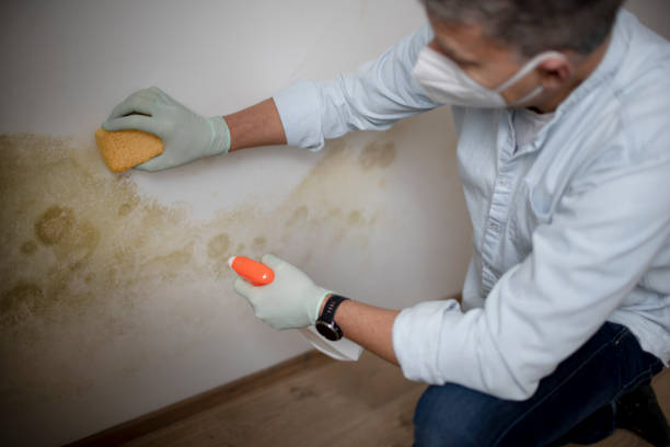 Best Mold Removal Process  in Elephant Butte, NM