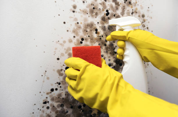 Mold Removal Process in Elephant Butte, NM
