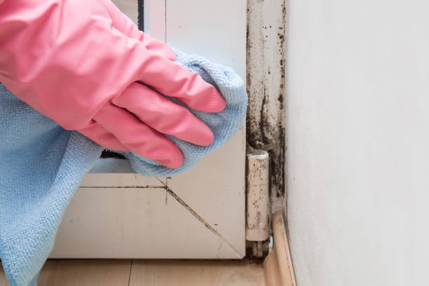 Best Mold Cleaning Services  in Elephant Butte, NM